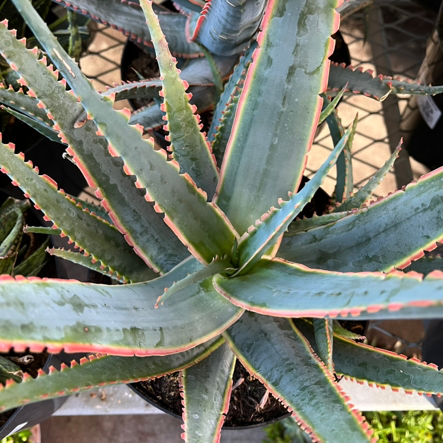 Swordfish Star Aloe