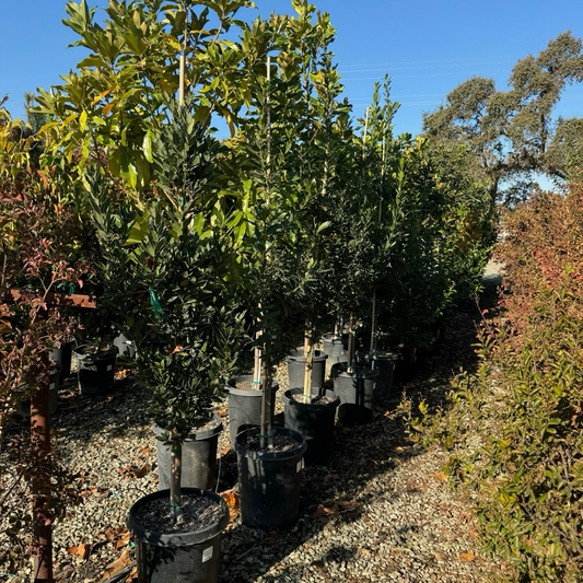 Bay Laurel、Grecian Bay Laurel、Sweet Bay Laurus