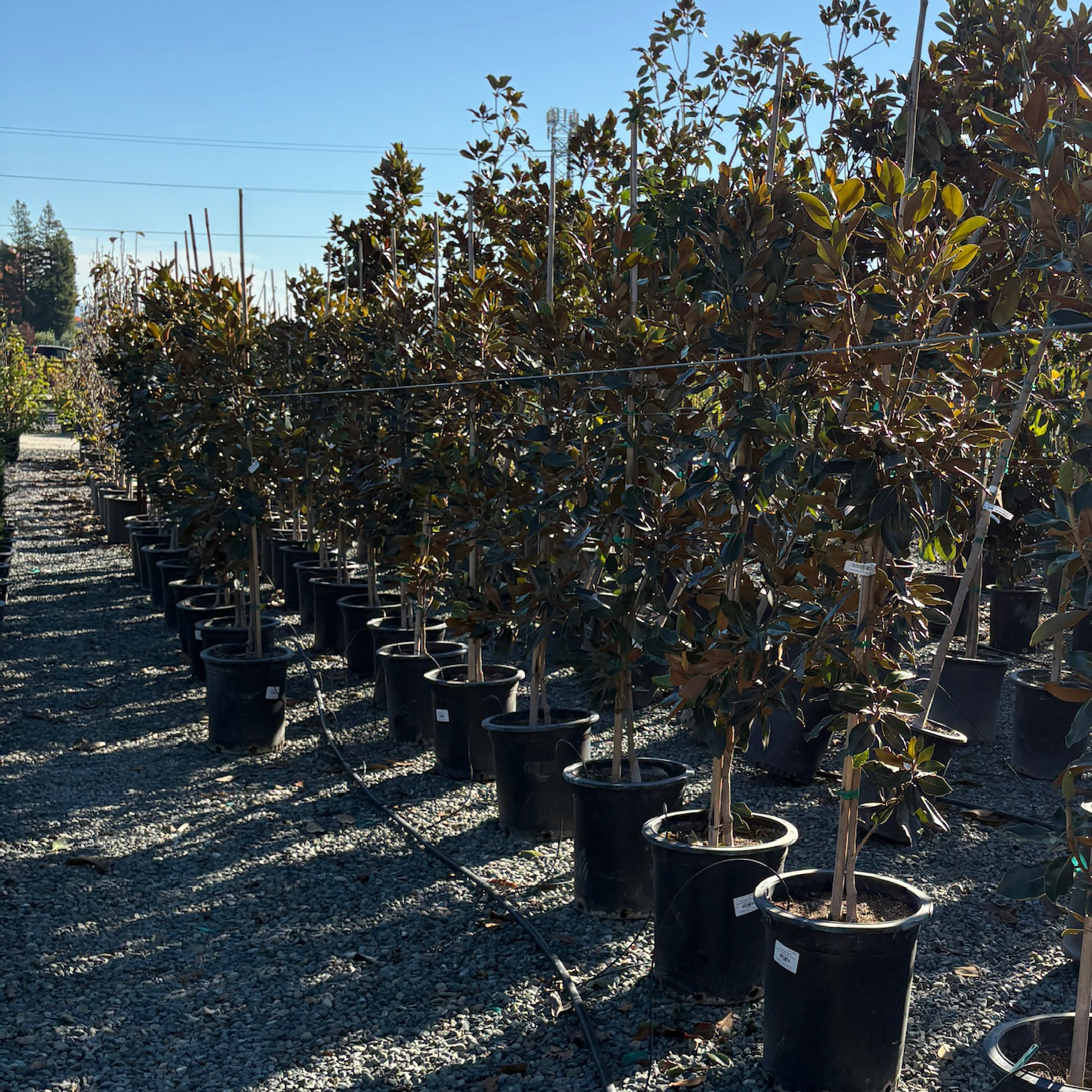 Southern Large Magnolia