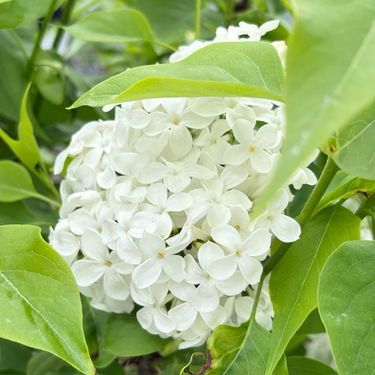 Common Lilac