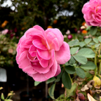 丰花月季-优雅女王