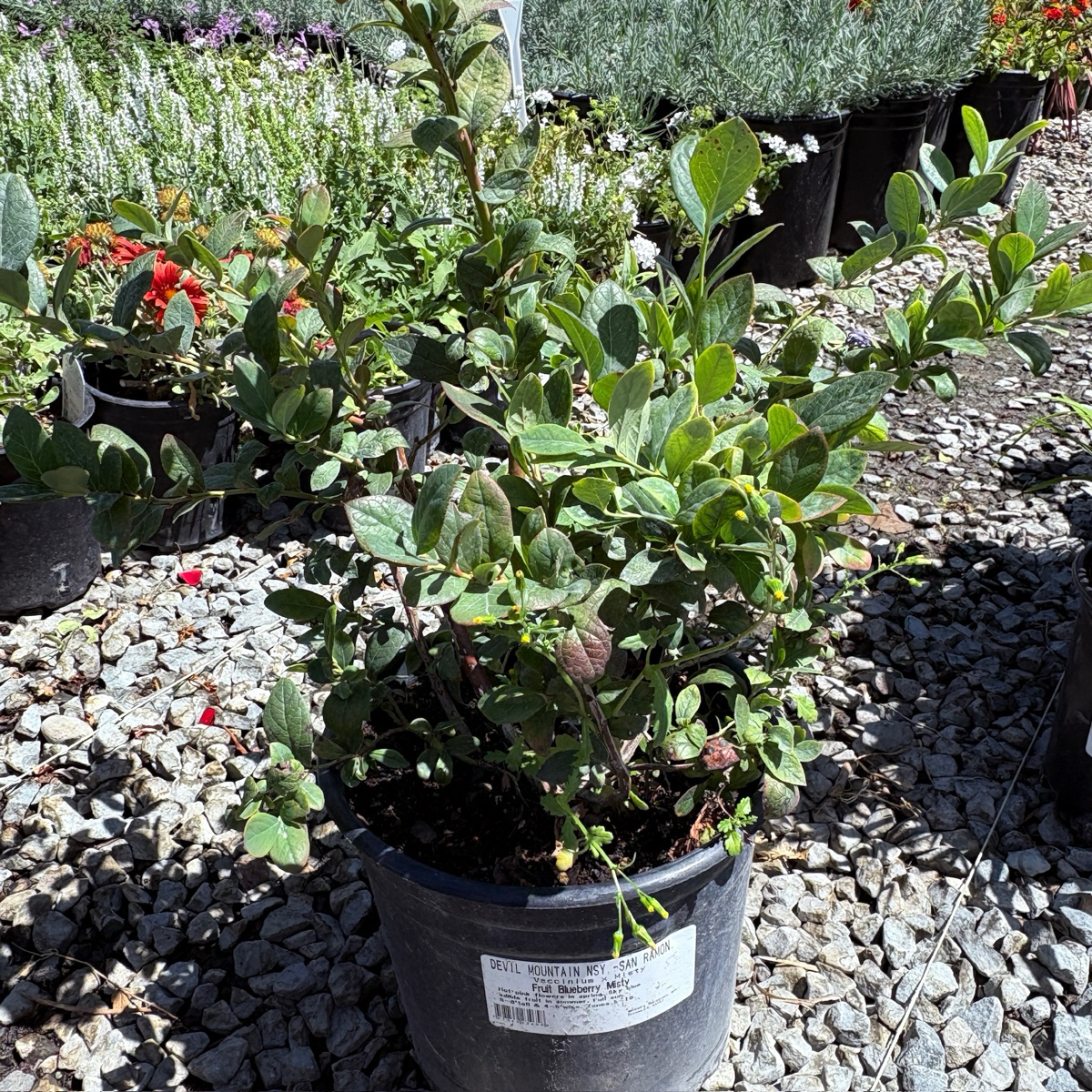 Misty  Shouthern Highbush Blueberry