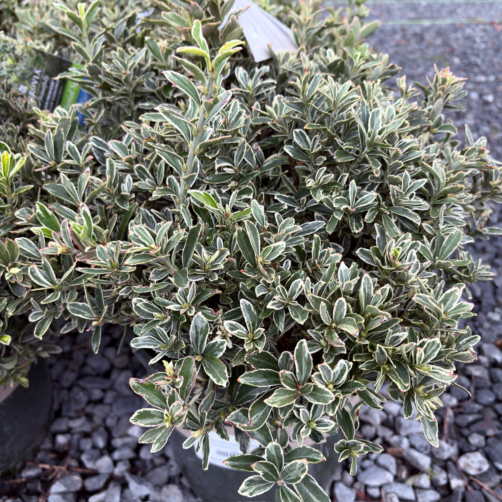 Silver Princess  Euonymus
