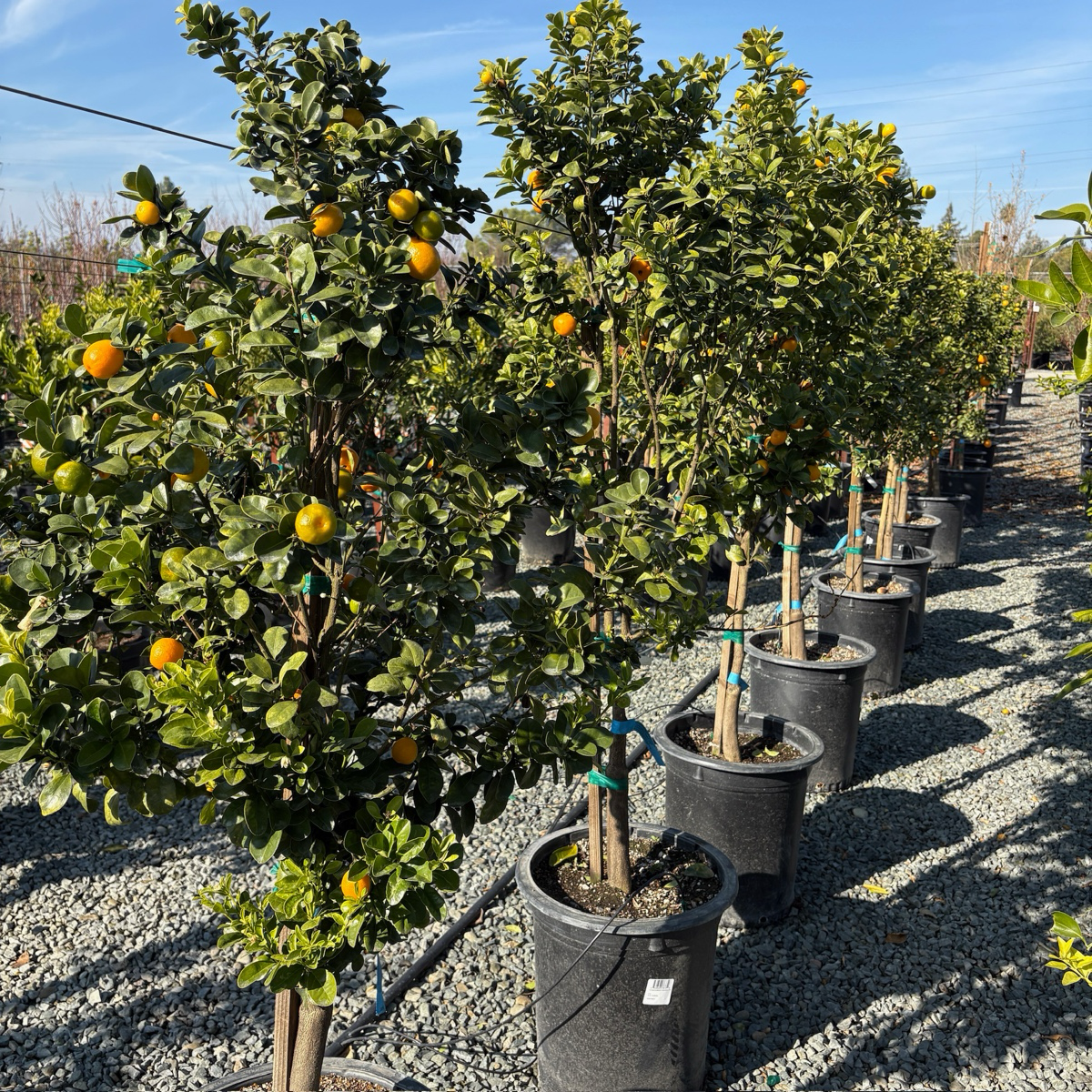 Kumquat Tree-Fuzhou Kumquat