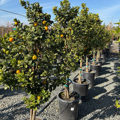 Kumquat Tree-Fuzhou Kumquat