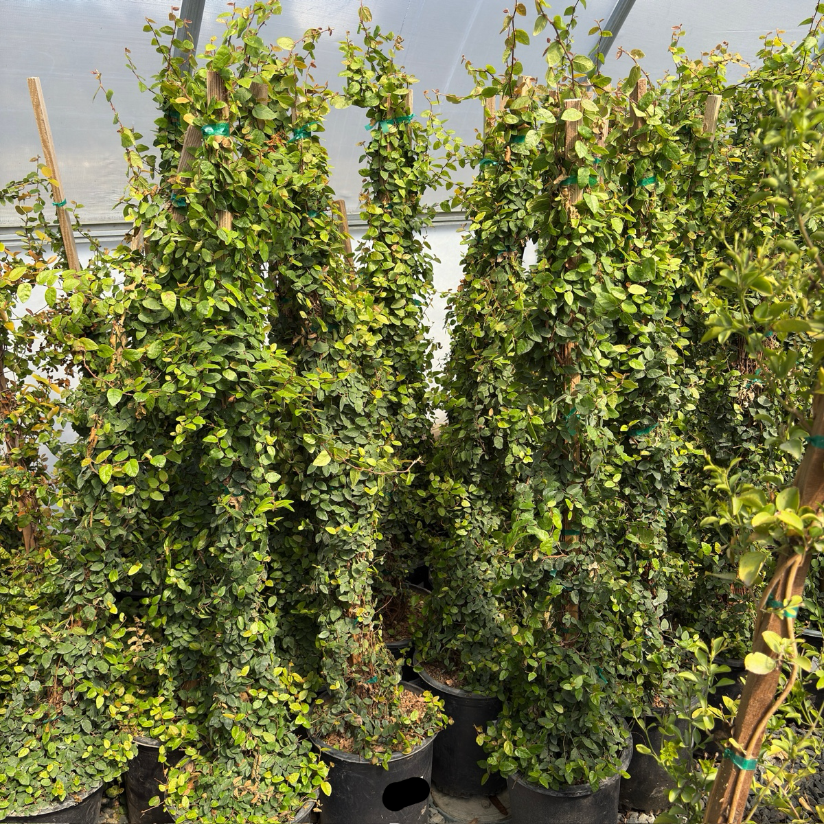 Creeping Fig