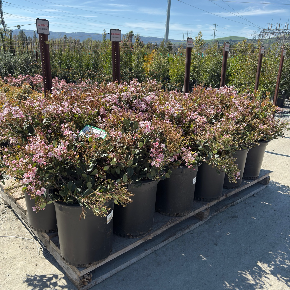 Pink Lady Indian Hawthorn