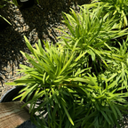 Peter Pan Dwarf Lily of the Nile