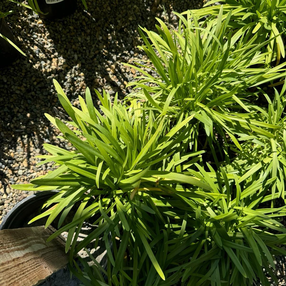 Peter Pan Dwarf Lily of the Nile