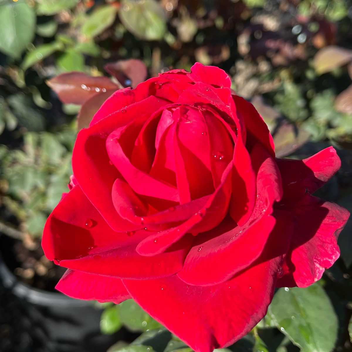 Tea Rose-Black Buck