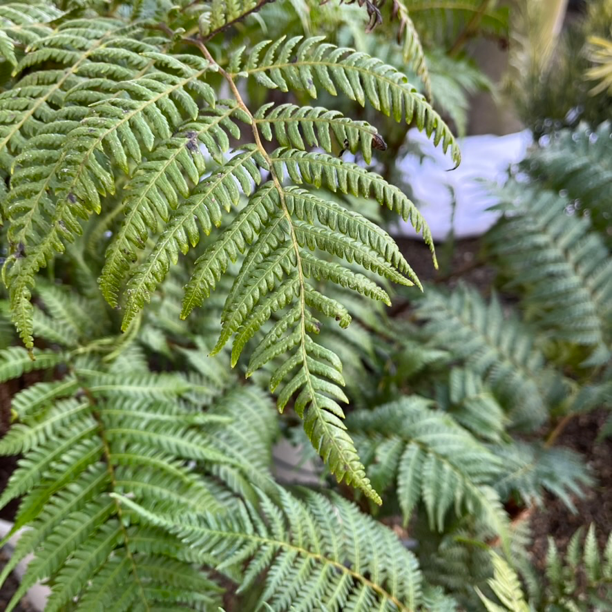 Australian Tree Fern