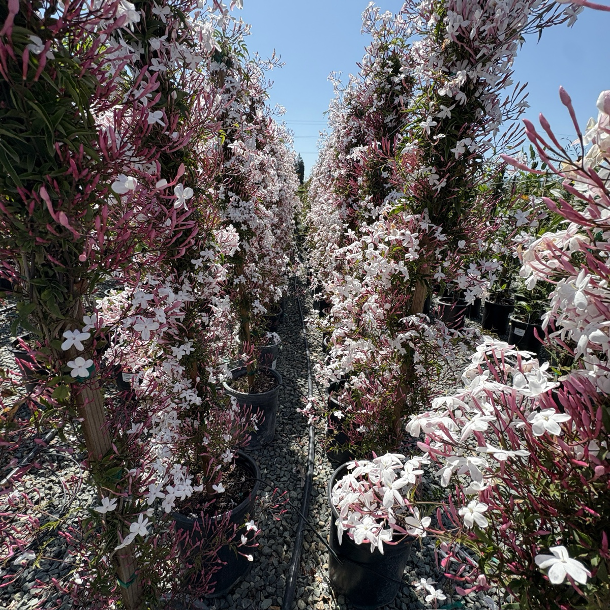 Pink Jasmine