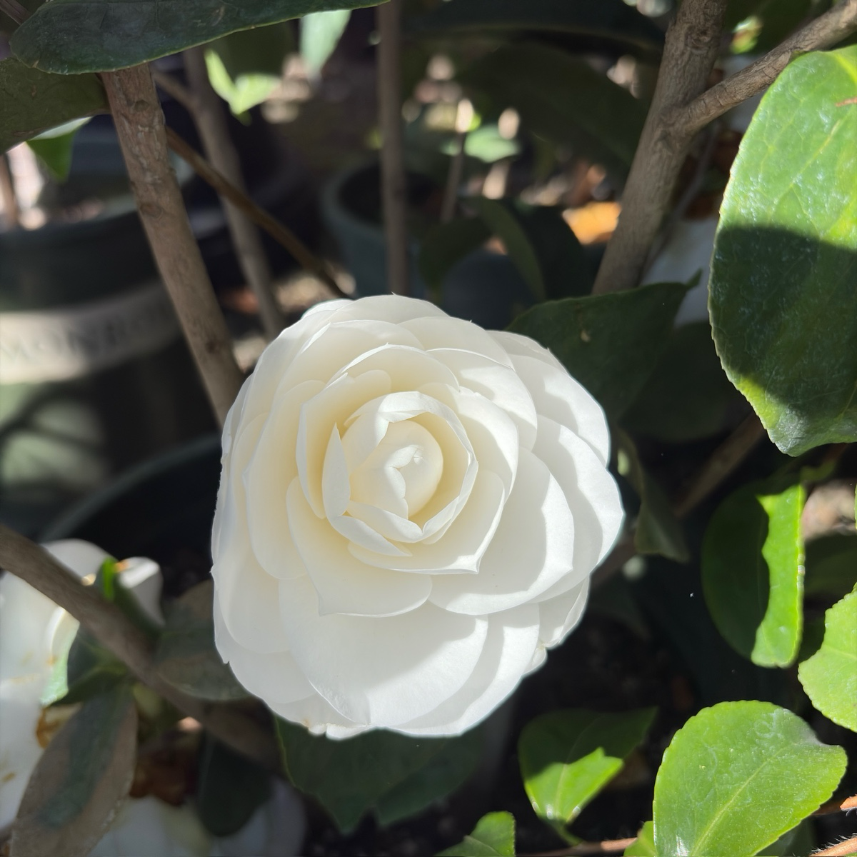 Nuccio's Gem Camellia