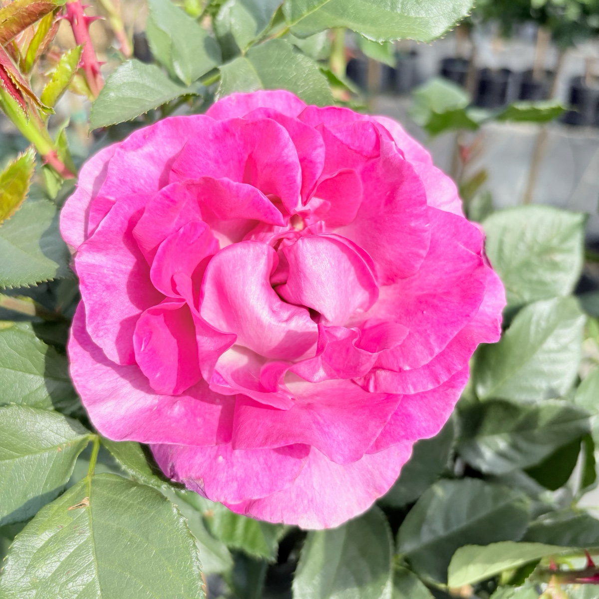 Perfume Factory™ Rose