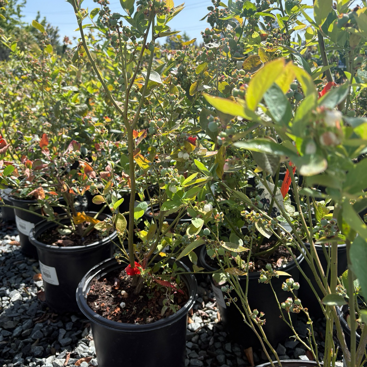 Jubilee Shouthern Highbush Blueberry 