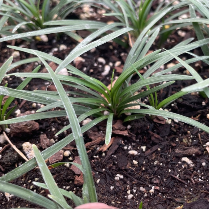 Dwarf Mondo Grass