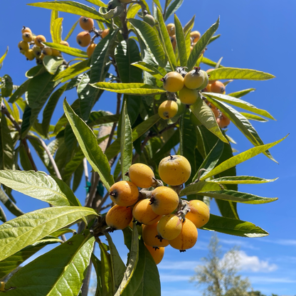 Loquat Tree-Delicious Loquat