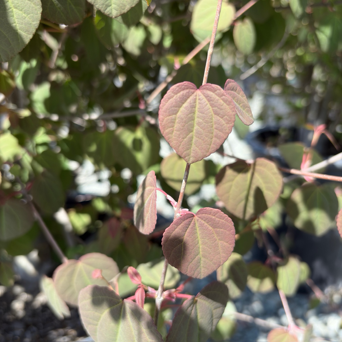 Japanese  Katsura Tree