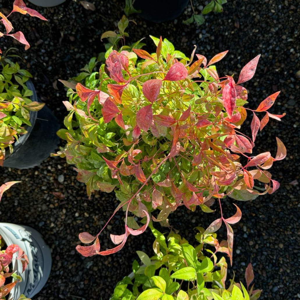 Nandina domestica-Flame