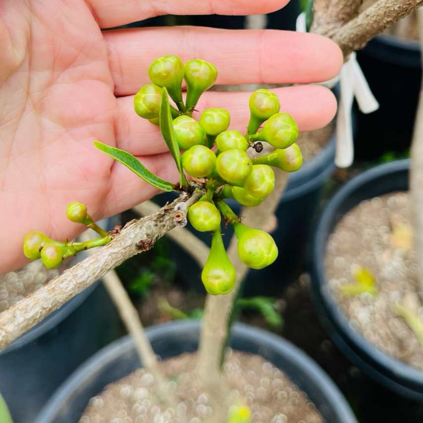 Wax Apple Saplings-Green Diamond Wax Apple