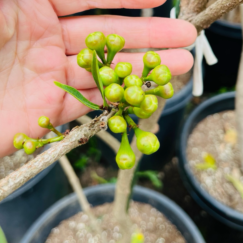 Green Diamond Wax Apple ( Thai Green wax Apple)