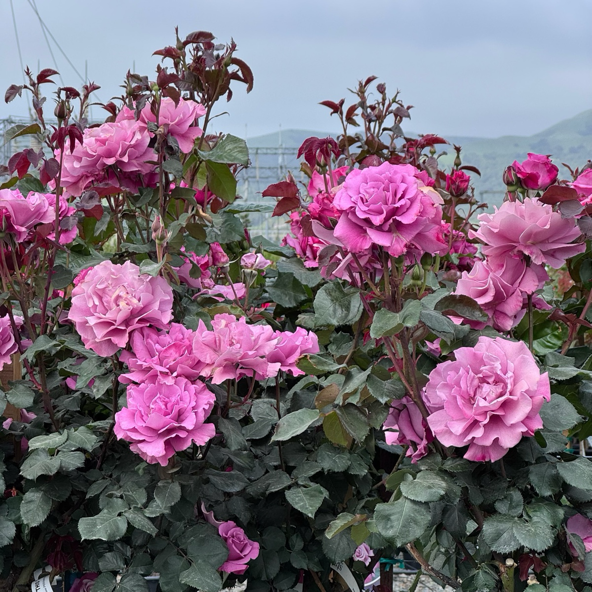 丰花月季-天使面容