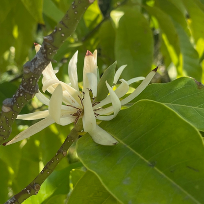 Michelia-White Orchid