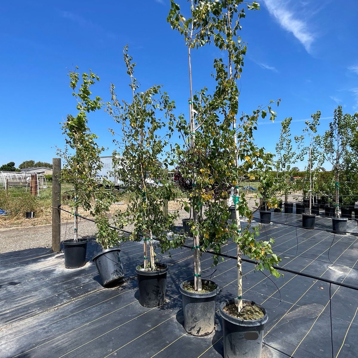 European White Birch