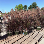 Red Fountain Grass