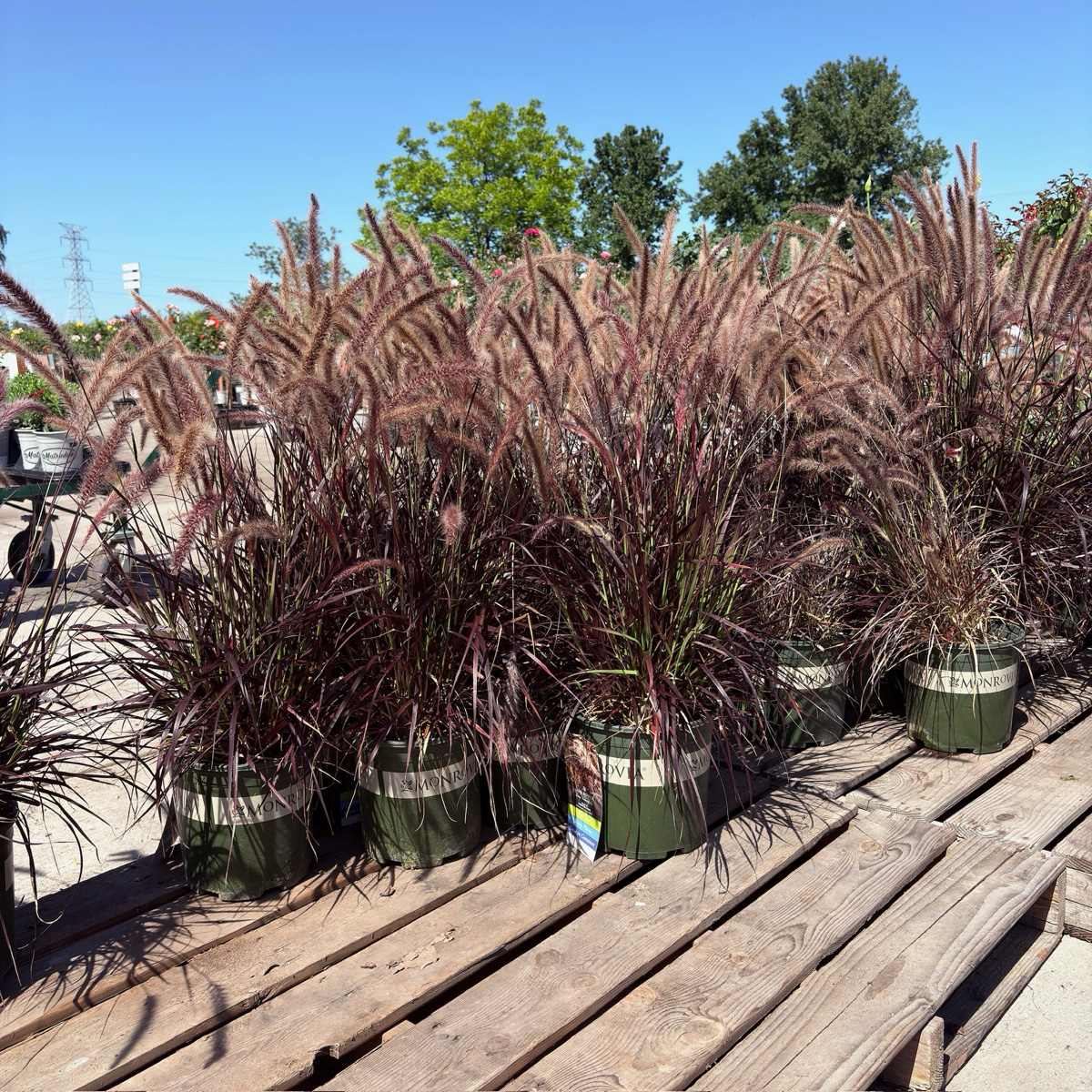 Red Fountain Grass