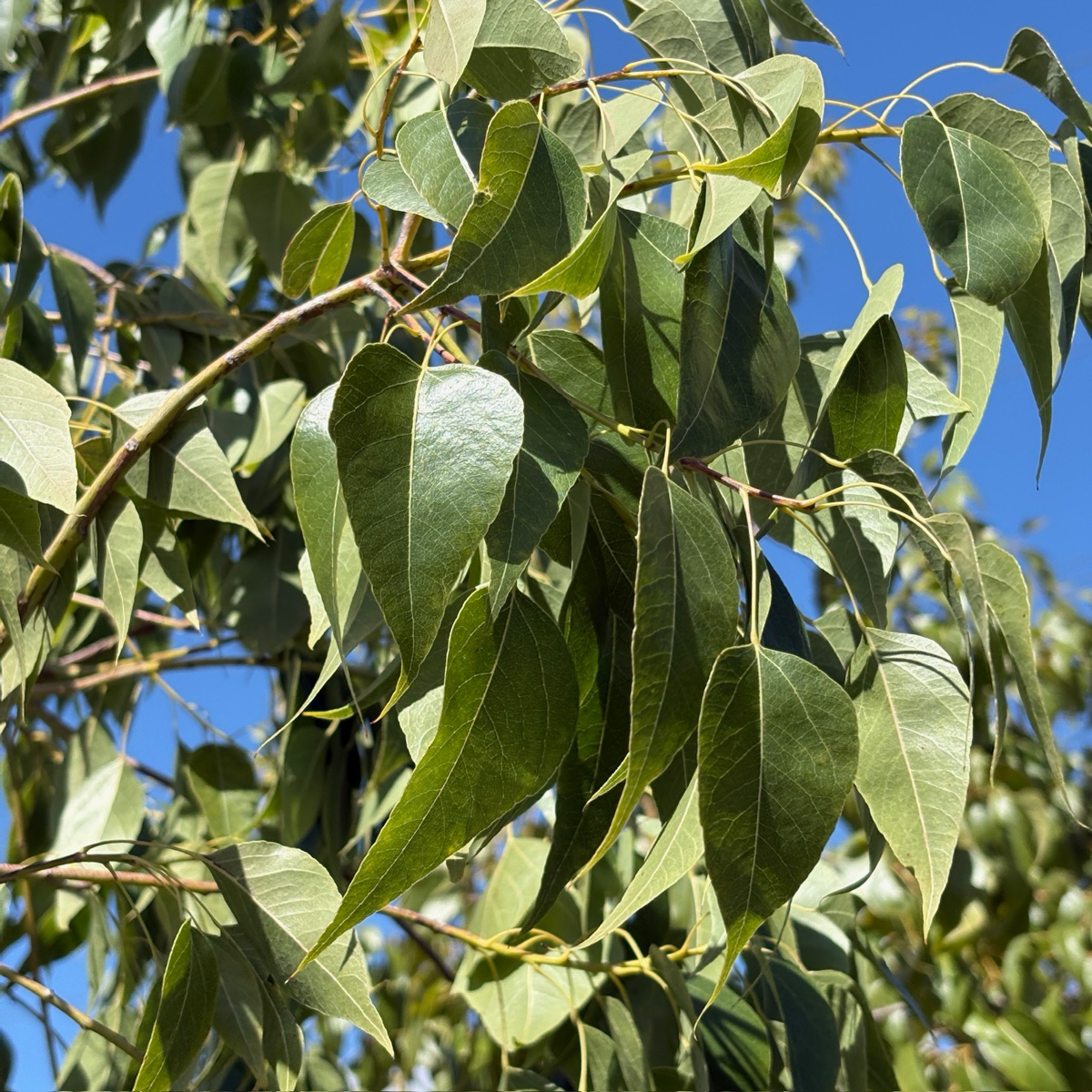 Buttle Tree