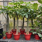 Money Tree