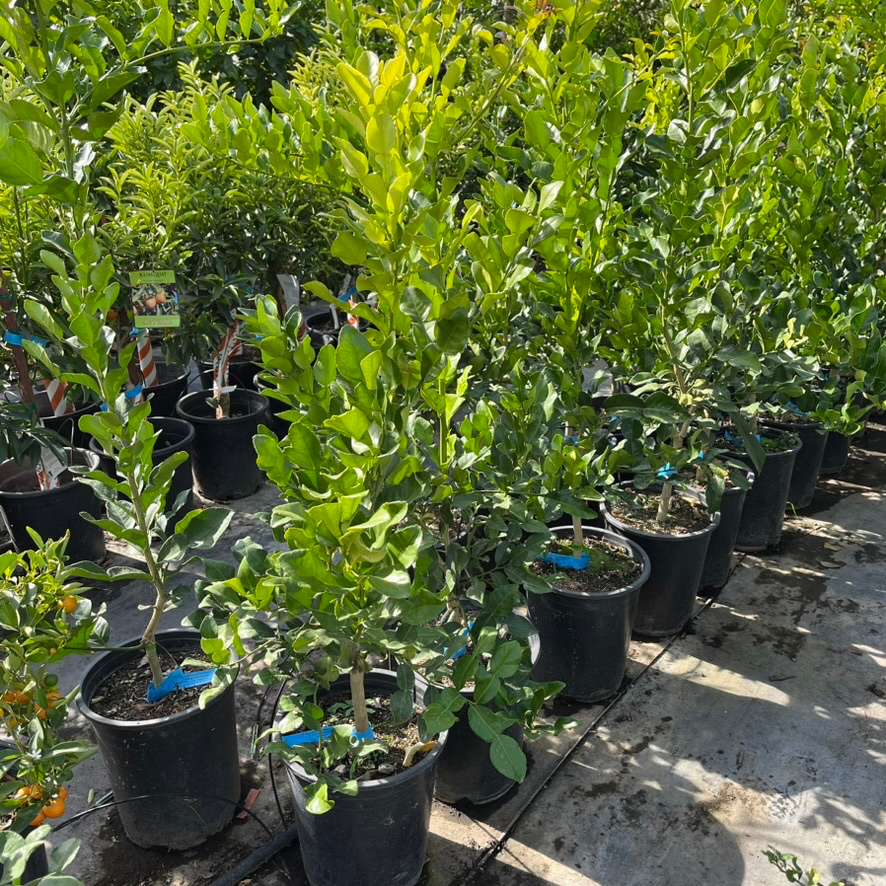 Kaffir  Lime 
