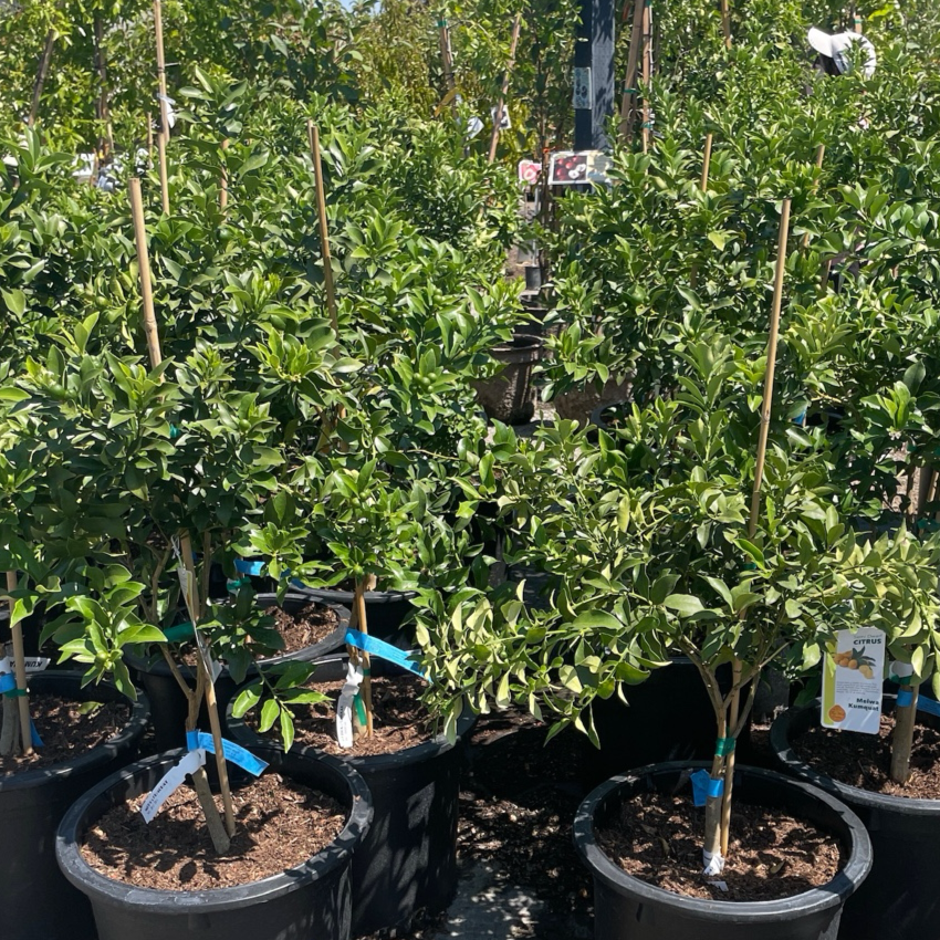 Kumquat Tree-Meihua Kumquat