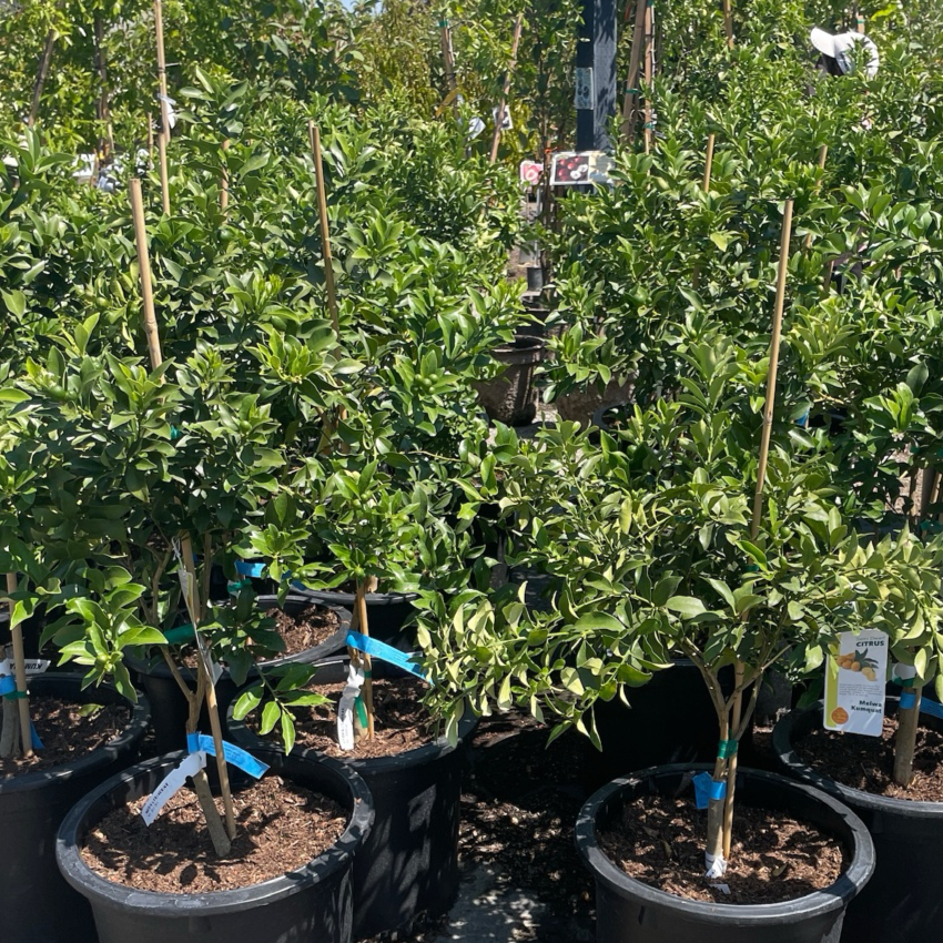 Meiwa Sweet Kumquat