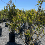 Muskogee Crape Myrtle