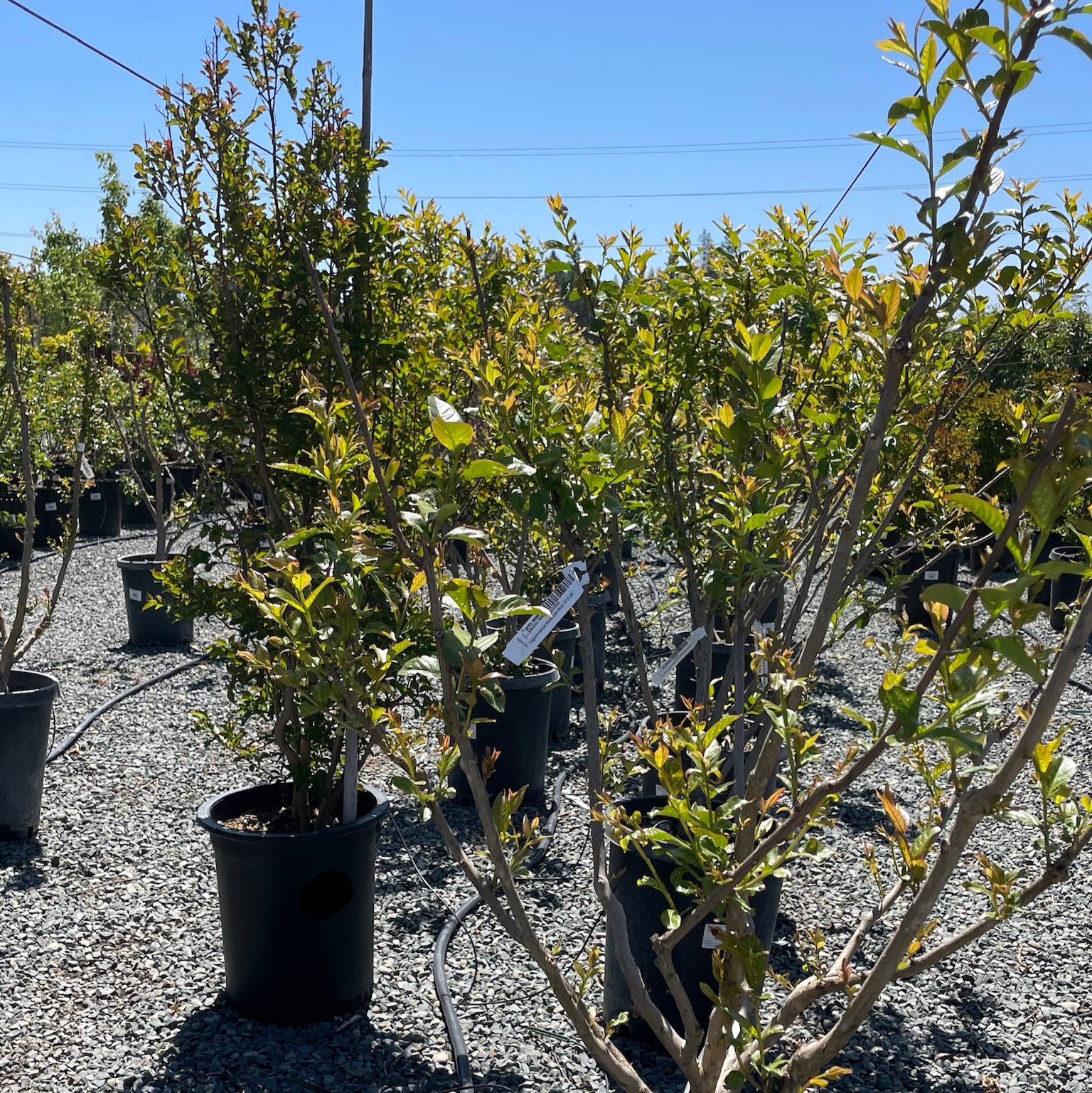 Muskogee Crape Myrtle