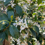 Star Jasmine 
