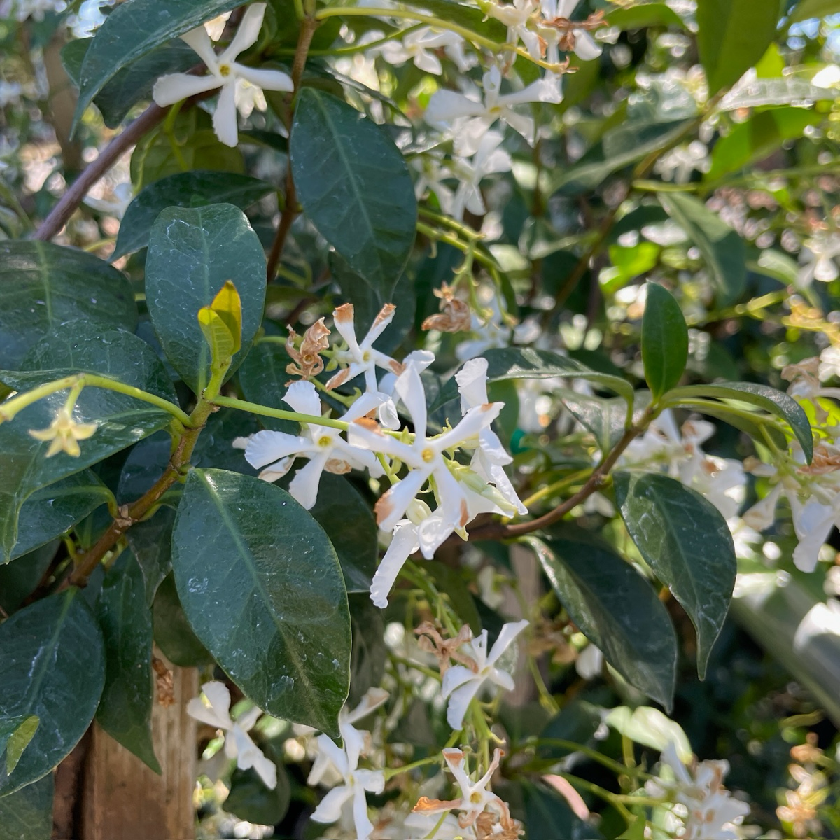 Jasmine-Windmill Jasmine