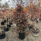 Twombly's Red Sentinel Japanese Maple