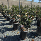 Nuccio's Pearl Camellia