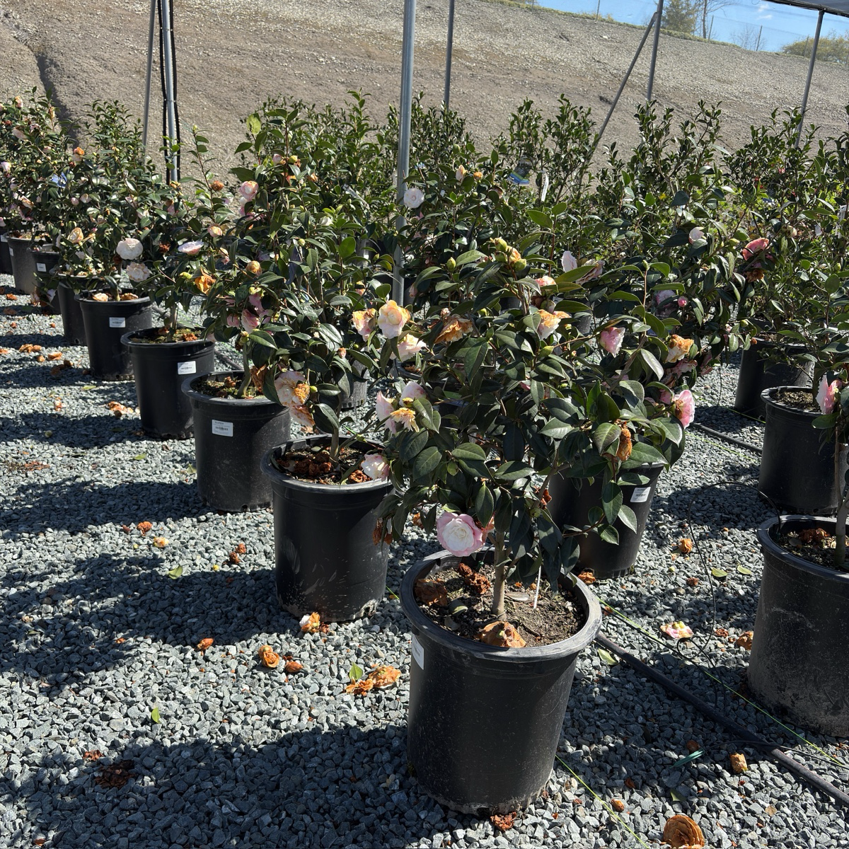 Nuccio's Pearl Camellia