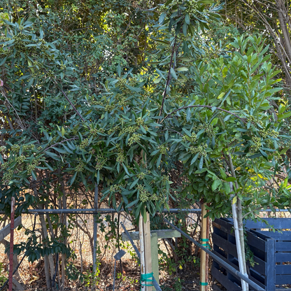 Water elm-Golden peach willow