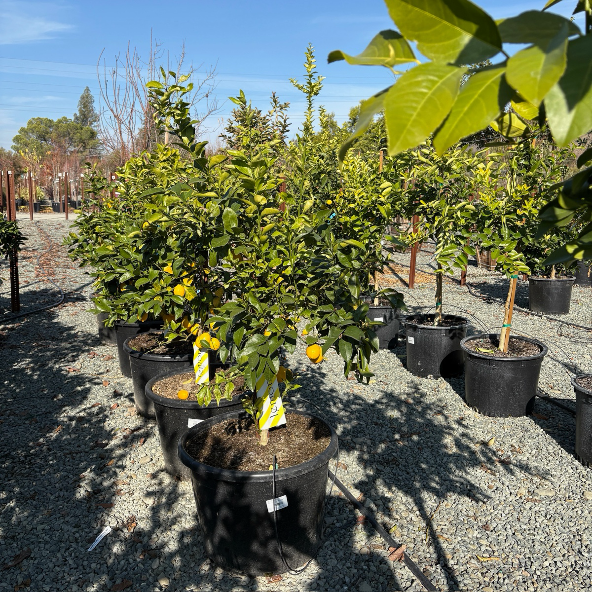 Meyer Lemon