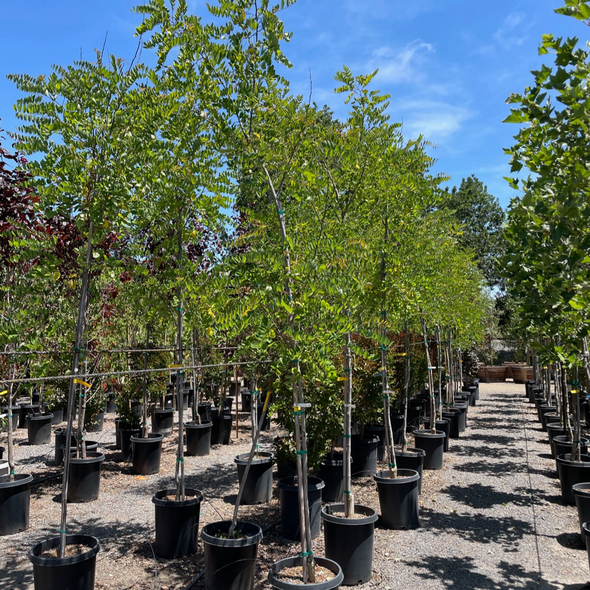 Sophora japonica-Robinia pseudoacacia