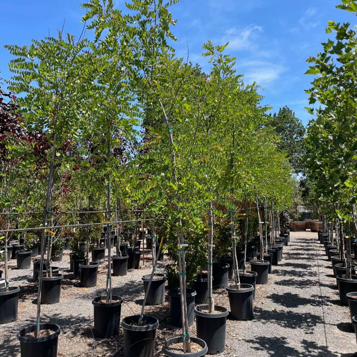 Purple Robe Black Locust