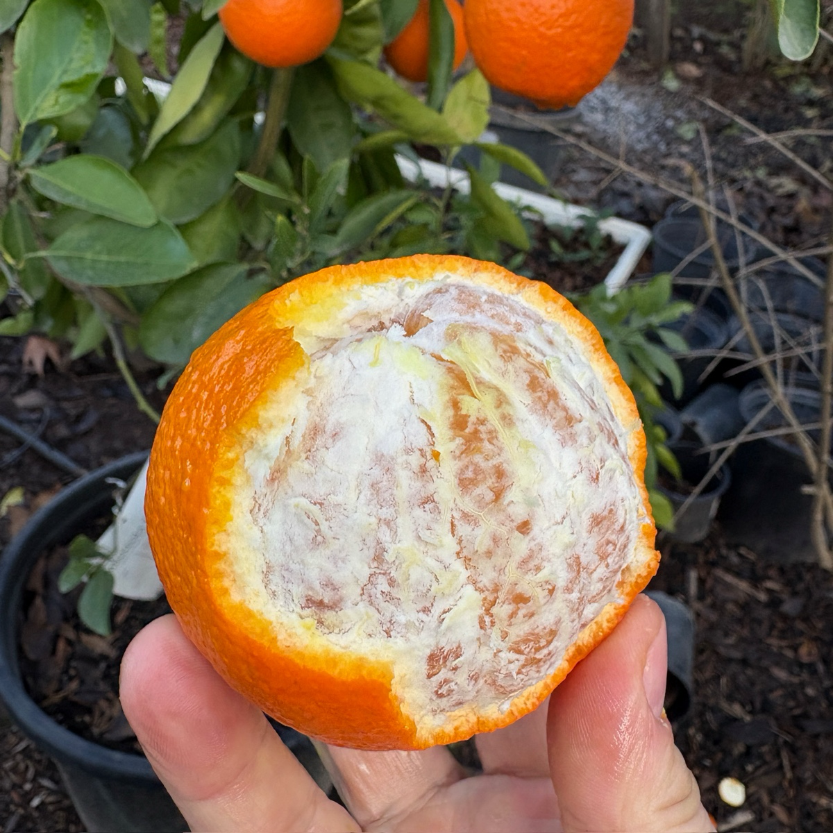 Minneola Tangelo