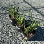 非洲鸢尾-半月兰