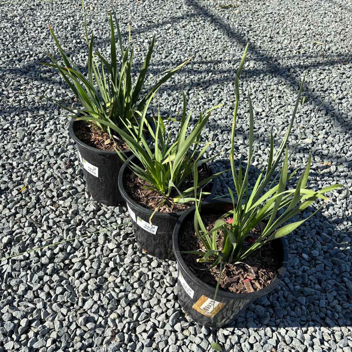 非洲鸢尾-半月兰