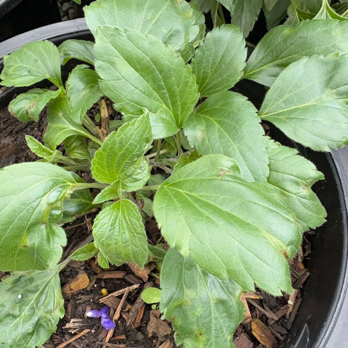 Mystic Spires Blue Salvia 